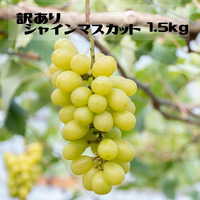 【ふるさと納税】【2026年発送★先行予約】【ご家庭用に】笛吹市産『訳ありシャインマスカット』1.5kg ふるさと納税 シャインマスカット 笛吹市 国産 人気 期間限定 ぶどう ブドウ 葡萄 旬 果物 フルーツ 山梨県 送料無料 167-013