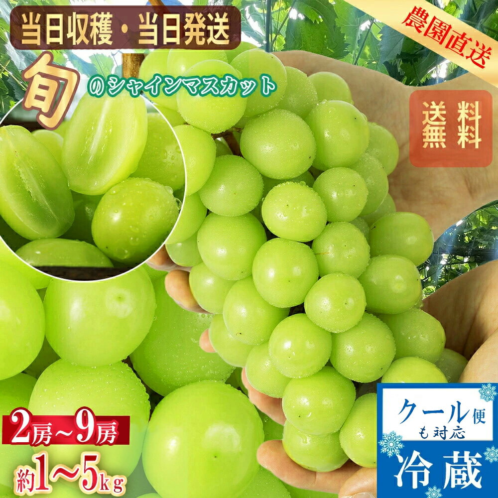 【2026年分予約販売開始】 シャインマスカット 山梨産 約1kg〜5kg 2房〜9房 送料無料 クール便 常温便 マスカット ぶどう 種なし ブドウ 産地直送 敬老の日 ギフト 大人気ブドウ シャイン 甘い 贈り物 プレゼント