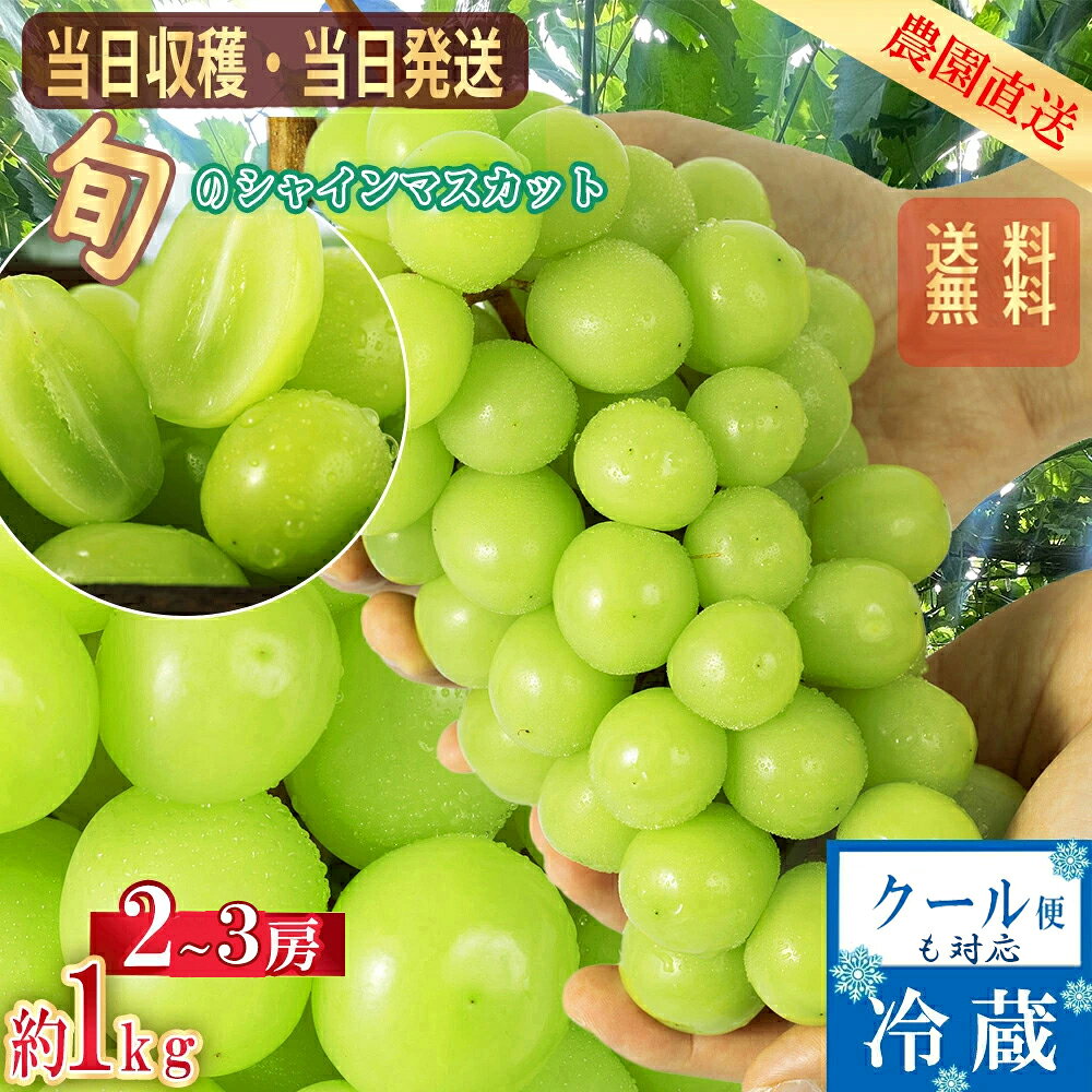 【2026年分予約販売開始】 シャインマスカット 山梨産 約1.0kg 2〜3房 送料無料 クール便 常温便 マスカット ぶどう 種なし ブドウ 産地直送 敬老の日 ギフト 大人気ブドウ シャイン 甘い 贈り物 プレゼント