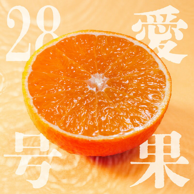 【ふるさと納税】 愛果28号 ( 紅まどんな と同品種 ) 家庭用 お試し1kg/2.5kg/5kg 【先行予約 2026年11月下旬より順次発送】 | みかん あいか ミカン 蜜柑 まどんな マドンナ 訳ありフルーツ 柑橘 果物 おすすめ 高級 人気 お取り寄せ 5000円 ギフト 愛媛県 松山市 蓮果園