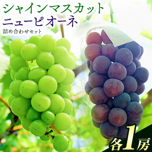 【ふるさと納税】岡山県産 ニューピオーネ シャインマスカット ぶどう詰め合わせ 詰め合わせ 約1.2kg 2房 葡萄 果物 訳あり 優品 厳選出荷 スイーツ フルーツ デザート 岡山県矢掛町《9月上旬〜10月中旬頃に出荷予定(土日祝除く)》数量限定 種なしぶどう