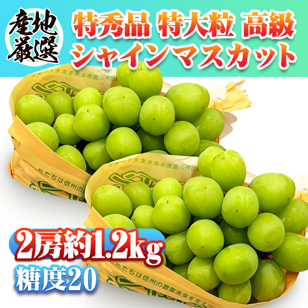 ＼父の日ギフト・10％OFFクーポン配布中！/【翌日配達】シャインマスカット マスカット 秀品 ぶとう ブドウ 約1.2kg/600g/300g 福島 長野 茨城 山梨 フルーツ 果物 晴王 ご家庭用 お中元 敬老の日 ギフト プレゼント 贈り物 葡萄 内祝 お誕生日プレゼント 御礼 クール便