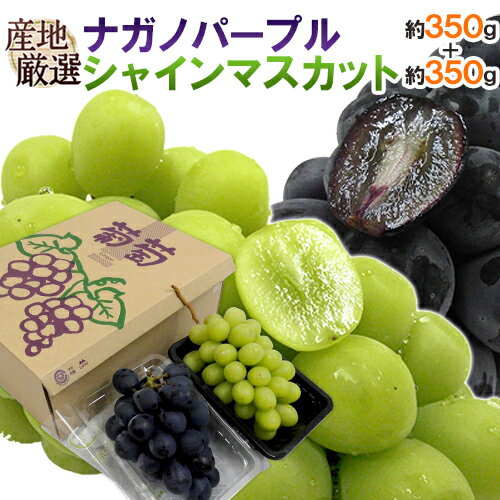 ”シャインマスカット＆ナガノパープル” 秀品 1pc約350g＋1pc約350g 合計2pc約700g 産地厳選 食べ比べ ぶどう【予約 9月以降】 送料無料