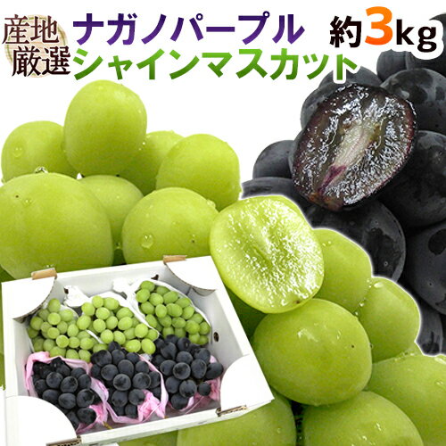”シャインマスカット＆ナガノパープル” 秀品 合計約3kg 産地厳選 食べ比べ ぶどう【予約 9月以降】 送料無料