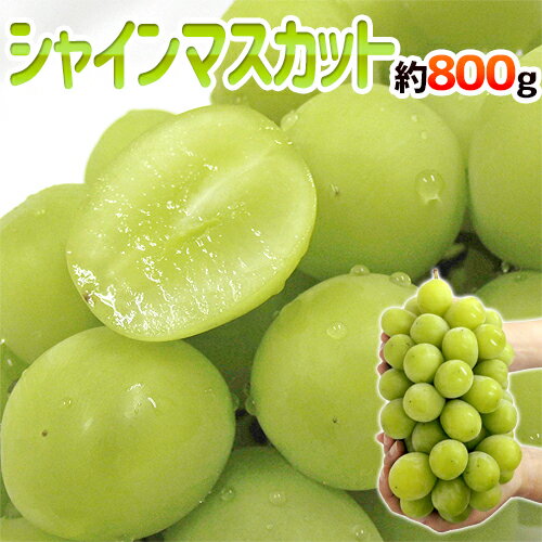 ”シャインマスカット” 秀品 超大房 約800g以上 産地厳選【予約 8月下旬以降】
