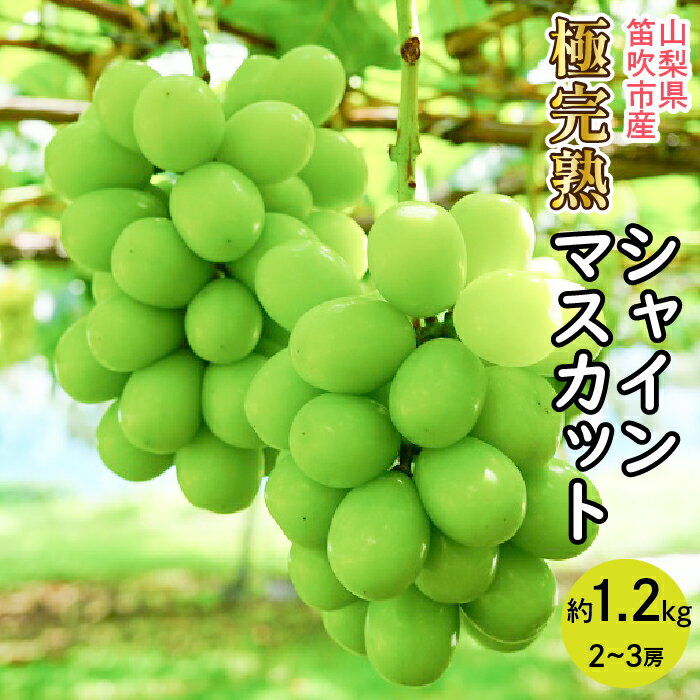 【ふるさと納税】【2026年発送★先行予約】☆絶品☆ シャインマスカット 2-3房約1.2kg ふるさと納税 おすすめ ランキング シャインマスカット 笛吹市 国産 人気 期間限定 ぶどう 葡萄 果物 甘い デザート おやつ 山梨県 送料無料 090-004