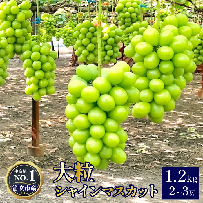 【2026年発送★先行予約】【ふるさと納税】高級ぶどうシャインマスカット1.2kg（2~3房入り） ふるさと納税 シャインマスカット 大粒 笛吹市 国産 人気 期間限定 ぶどう ブドウ 葡萄 贈り物 ギフト プレゼント 旬 果物 フルーツ 山梨県 送料無料 103-001