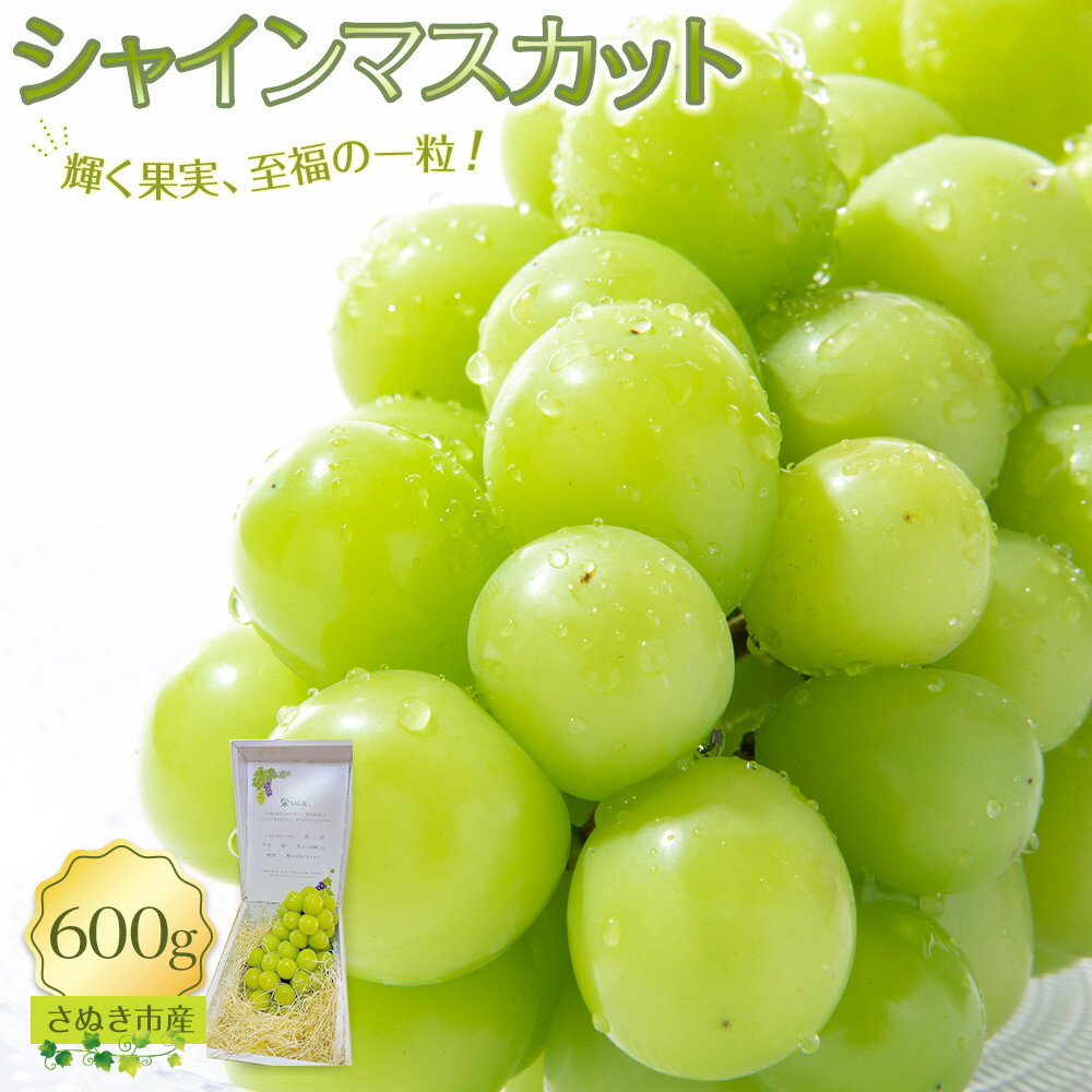 【ふるさと納税】シャインマスカット 600g ぶどう 朝採り 厳選 旬 フルーツ 果物 香川県 さぬき市