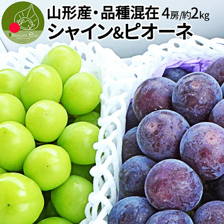 ぶどう シャインマスカット ピオーネ 混載 約2kg入り お徳用 山形県産 2キロ 大房 採りたて 産地直送 種なし ブドウ わけあり 訳アリ 化粧箱詰め 送料無料 果物 蒲萄 くだもの フルーツ 自宅用 家庭用 同梱不可 種無し 食品 ロス 自宅用 応援【2026年9月下旬発送 先行予約】