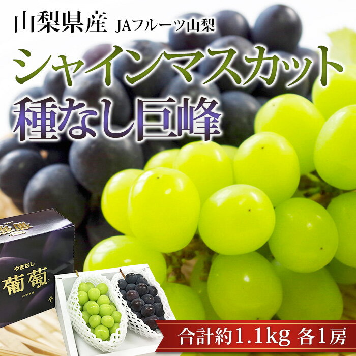 【マラソン期間限定P2倍】ぶどう シャインマスカット 巨峰 約1.1kg 各1房 山梨県産 産地直送 マスカット きょほう 葡萄 ブドウ フルーツ ギフト 贈答 プレゼント 内祝い 出産祝い 産直プレミアム