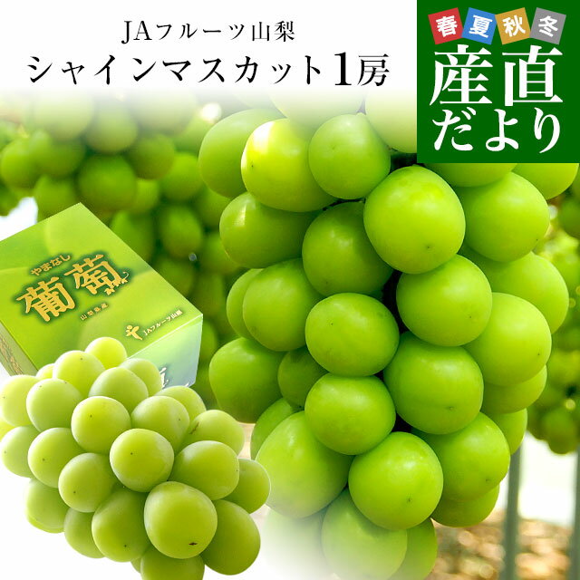 【お中元・夏ギフト】山梨県より産地直送 JAフルーツ山梨 シャインマスカット 秀品 大房1房入り 化粧箱 (約550g×1房) 送料無料 葡萄 ぶどうギフト お中元