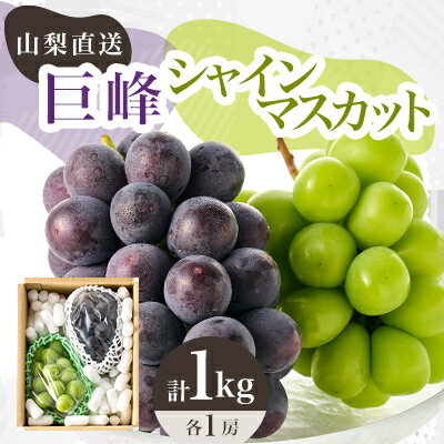 【ふるさと納税】【2026年発送】シャインマスカット 巨峰 2種セット 大人気ぶどう2種盛り合わせ計1kg以上_ ふるさと納税 ふるさと ブドウ 葡萄 マスカット フルーツ 果物 くだもの 食べ比べ 詰め合わせ 人気 美味しい 山梨県 山梨市【配送不可地域：離島】【1296211】