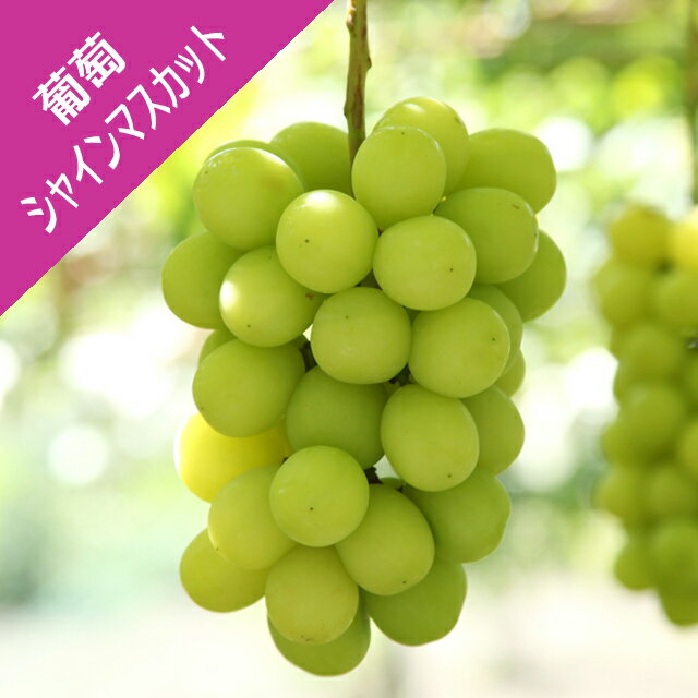 送料無料！【ブドウ属】葡萄挿し木苗　シャインマスカット　4号ポット　※登録品種