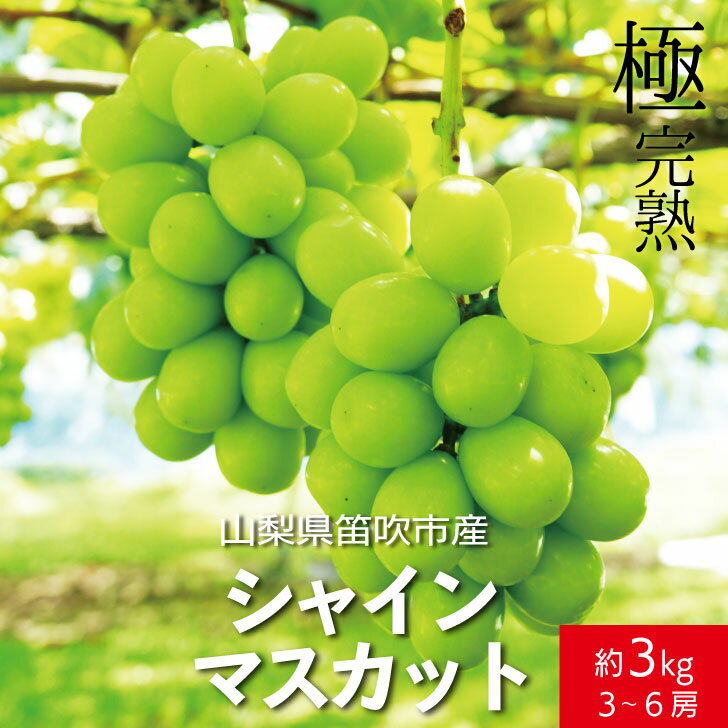 【ふるさと納税】【2026年発送★先行予約】☆絶品☆ シャインマスカット 3-6房約3.0kg ふるさと納税 おすすめ ランキング シャインマスカット 笛吹市 国産 人気 期間限定 ぶどう 葡萄 果物 甘い デザート おやつ 山梨県 送料無料 090-005