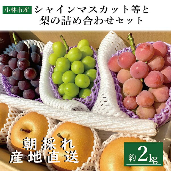 【ふるさと納税】シャインマスカット等と旬の梨セット計2kg（フルーツ 果物 くだもの シャインマスカット ブドウ 先行受付 2026 贈答用 プレゼント 限定）