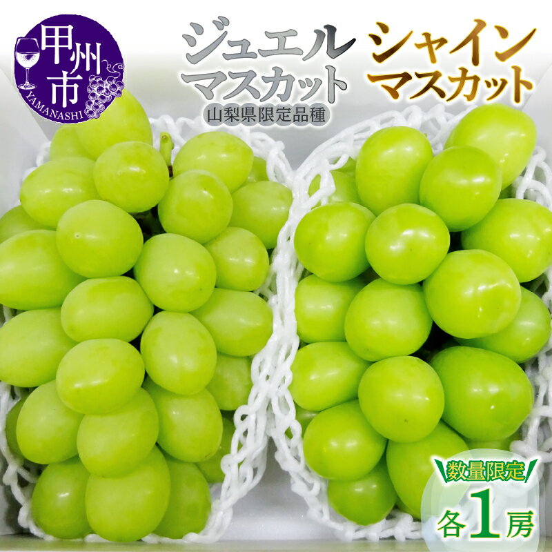 【ふるさと納税】 ジュエルマスカット シャインマスカット 2026年 先行予約 2房 約1.3kg 食べ比べ セット 数量限定 果物 8月 9月 発送 山梨 産地直送 フルーツ 葡萄 ぶどう ブドウ 甘い 大きい 果実 人気 高評価 ランキング おすすめ 甲州 社員マスカット （MG） 【B15-480】