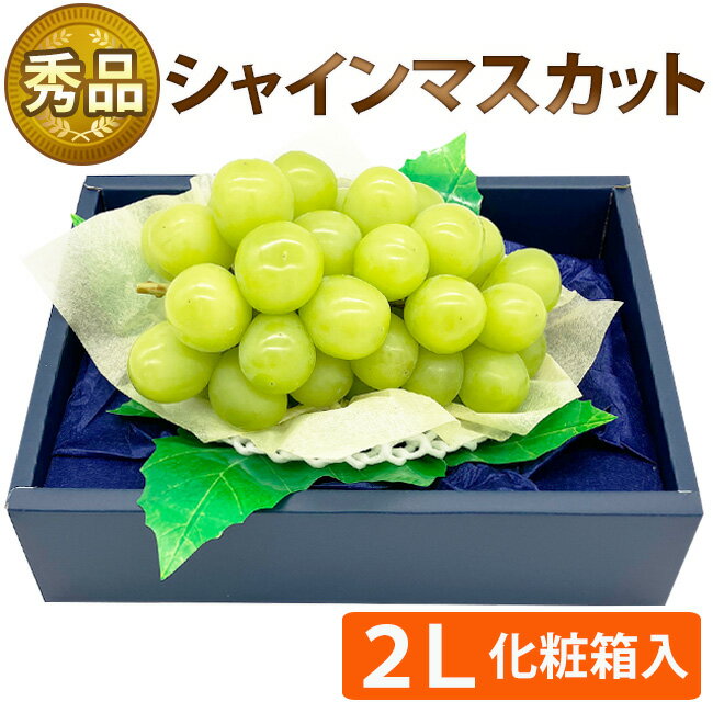 シャインマスカット 【秀品】 1房 化粧箱 450-550g前後 皮ごと 種なし ぶどう 高級 フルーツ 贈り物 プレゼント 誕生日 ハロウィン クリスマス お歳暮 出産 祝 内祝 御礼 お見舞 お供 法事 志 長寿 還暦 クール便 送料無料