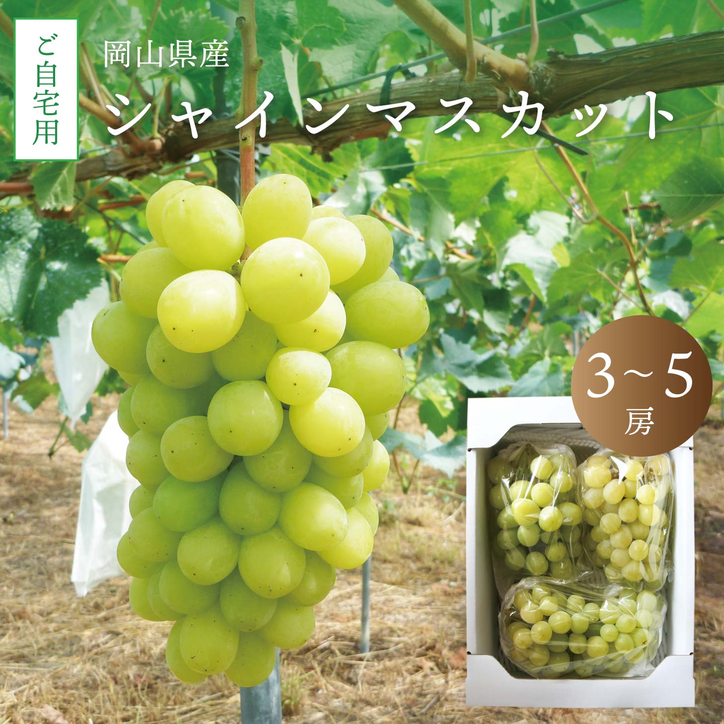 【9月中旬以降発送予定】自宅用 シャインマスカット 2kg 前後 3〜5房 ぶどう 種無し 皮ごと食べられる 岡山 ご自宅用 訳あり 北海道沖縄一部地域配送不可