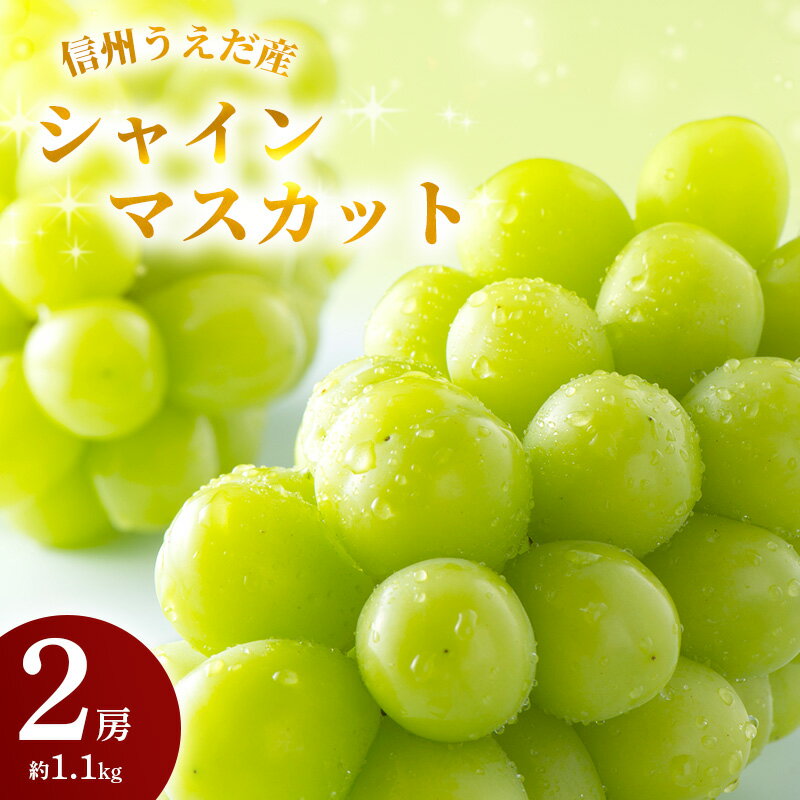 【ふるさと納税】特産 シャインマスカット JA信州うえだ 大房 2房 約1.1kg マスカット 葡萄 ぶどう ブドウ 果物 くだもの フルーツ 信州 長野　お届け：2026年9月下旬から10月中旬まで