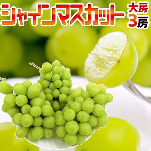 ”シャインマスカット” 秀品 大房限定 3房 約1.8kg〜2kg 産地厳選【予約 8月下旬以降】 送料無料