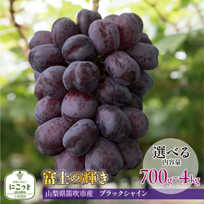 【ふるさと納税】【2026年発送★先行予約】希少 大粒ぶどう 富士の輝き 約700g〜 【選べる容量】 小林農園のブラックシャインマスカット ぶどう 笛吹市 山梨県産 人気 期間限定 旬 果物 フルーツ 送料無料 お中元 帰省 贈答 ギフト 097-009