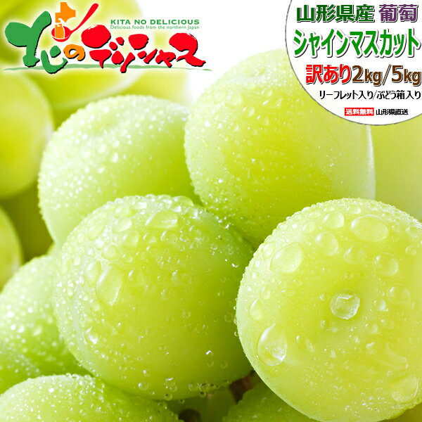 【予約】 山形県産 ご家庭用 ぶどう シャインマスカット (訳あり/冷蔵便) 旬 秋の味覚 ブドウ 葡萄 シャイン マスカット 2kg 5kg 訳あり わけあり 自宅用 家庭用 おうち用 人気 売れ筋 果物 フルーツ 山形県 東根市 産地直送 送料無料 お取り寄せ