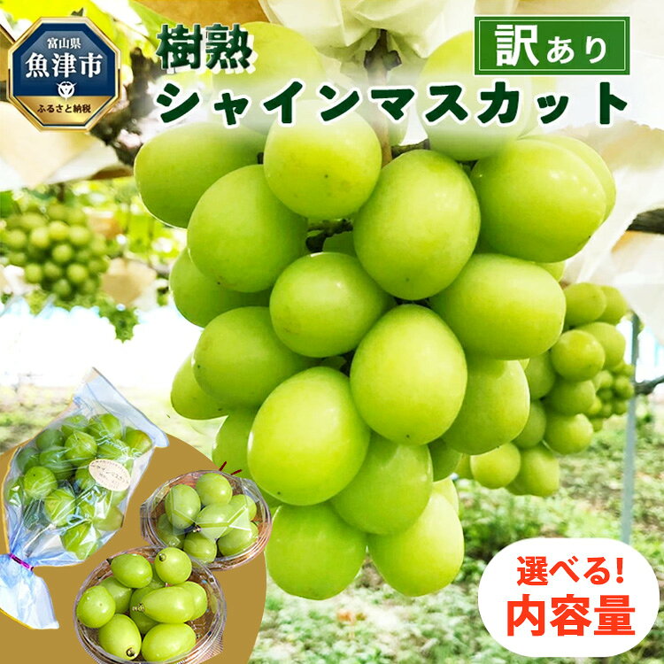 【ふるさと納税】＼選べる内容量／【早期予約】訳あり シャインマスカット 樹熟｜ 房 小分けパック 富山県産 マスカット ぶどう ブドウ 葡萄 ※北海道・沖縄・離島への配送不可 ※2026年10月～発送