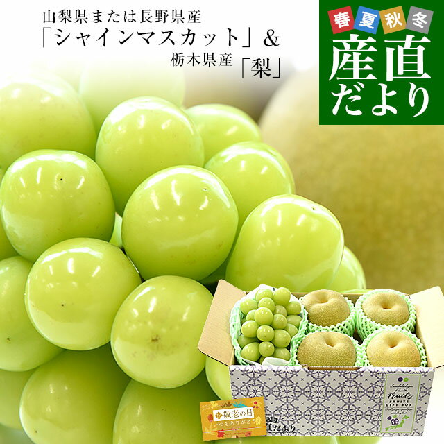 【敬老の日ギフト】山梨県または長野県産「シャインマスカット」1房(約500g) ＆栃木県産「梨(品種：豊水またはあきづき梨)」4玉(合計約1.2キロ)セット 送料無料 メッセージカード付き クール便