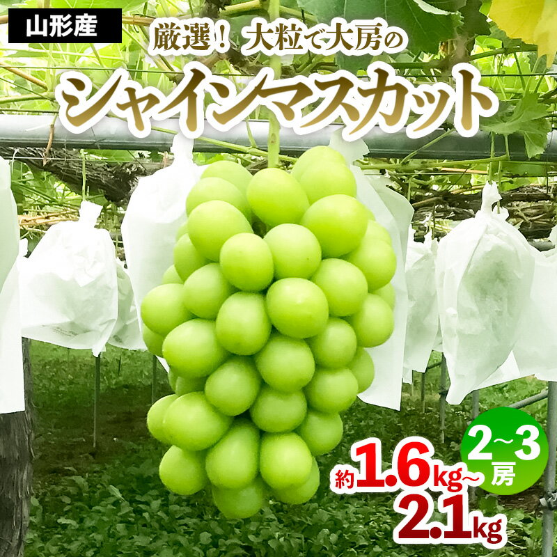 【ふるさと納税】厳選！大粒で大房のシャインマスカット 秀品 2〜3房入り（約1.6kg〜2.1kg）発送時期を選べる【令和8年産先行予約】FS24-666 山形県 山形市 お取り寄せ 2026年産 果物 フルーツ 先行予約 種なし 葡萄 ぶどう マスカット 果物 くだもの 人気 送料無料