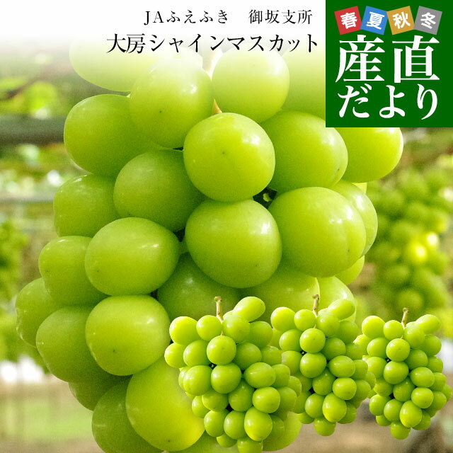 山梨県産　JAふえふき 御坂支所 シャインマスカット 大房限定 青秀品 約1.8キロ（3房入り）送料無料 クール便 葡萄 ぶどう
