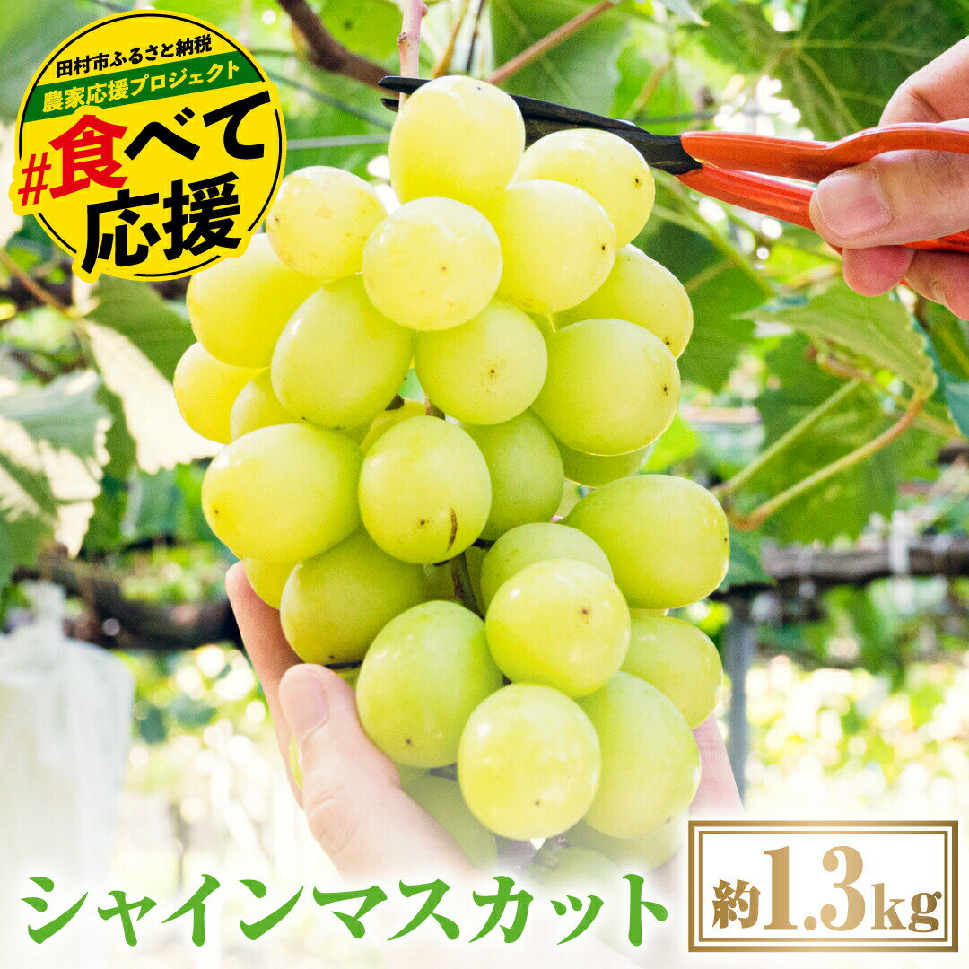 【ふるさと納税】＼ 2026年発送 先行予約 ／ シャインマスカット1.3kg 10月発送 先行予約 冷蔵 種無し 種なし シャインマスカット ぶどう 品種 果物 甘い 巨峰 美味しい 希少 人気 ランキング おすすめ 福島県 田村市 鈴木農園
