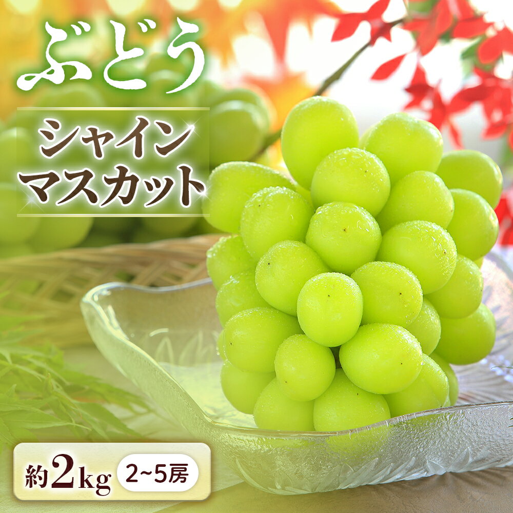【ふるさと納税】＜先行予約＞ぶどう シャインマスカット 約2kg【2～5房】※2026年9月中旬～10月上旬発送予定※