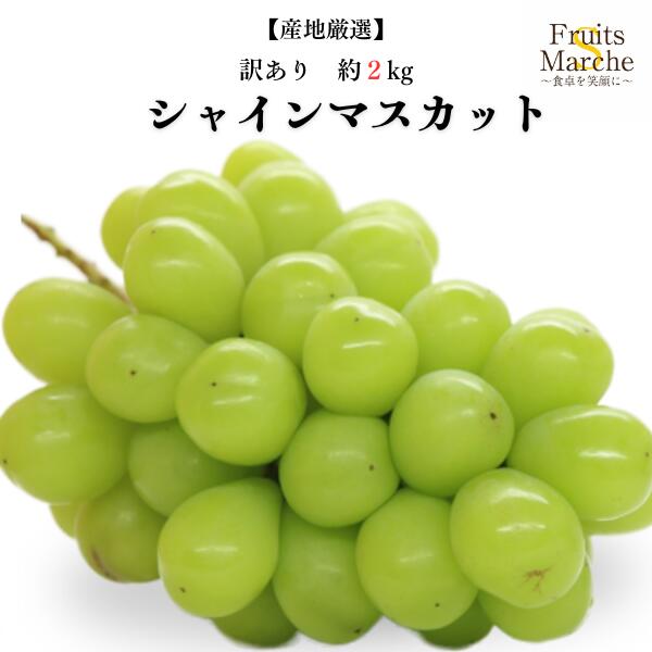 【送料無料】シャインマスカット ぶどう 約2kg 訳あり 大きさお任せ 産地厳選 送料無料 （北海道・沖縄県は別途送料加算）