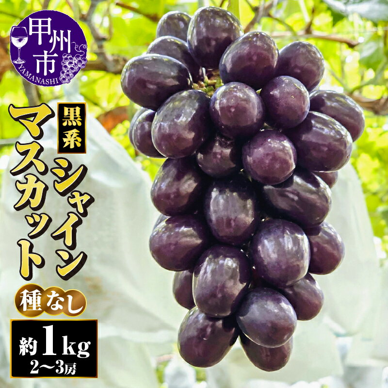 【ふるさと納税】 黒系 シャインマスカット 2026年発送 約1kg 2〜3房 果物 フルーツ ぶどう 葡萄 黒色系 マスカットノワール 富士の輝 種無し 朝採れ 産地直送 希少 新品種 期間限定 数量限定 本場 農家直送 冷蔵 クール 贈答 ギフト 山梨県 甲州市 （AF） 【B18-413】