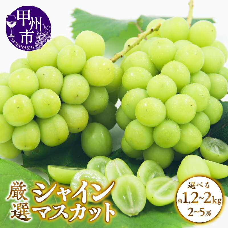【ふるさと納税】 シャインマスカット 2026年発送 選べる内容量 約1.2kg 約1.8kg〜約2kg 2〜5房 果物 山梨県 甲州市産 厳選 くだもの フルーツ 種なし 葡萄 ぶどう ブドウ マスカット 数量限定 期間限定 8月 9月 10月 11月 発送 新鮮 産地直送 社員マスカット （APX）