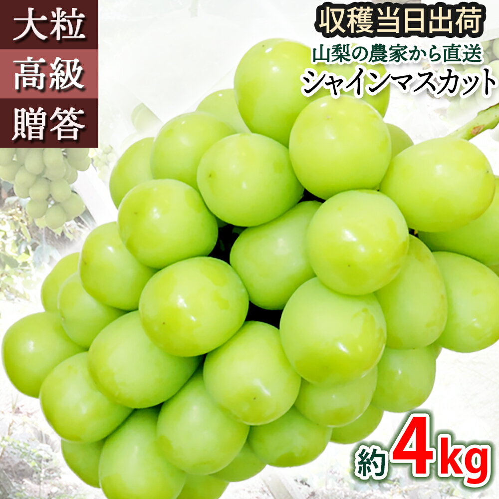 シャインマスカット 約4kg ご贈答用 高級 朝採れ ブドウ 甘い おいしい 高級ぶどう 山梨県産 葡萄 グレープ 農園直送 産地直送 お取り寄せ 果物 フルーツ 贈り物 期間限定 数量限定 送料無料 決算 セール