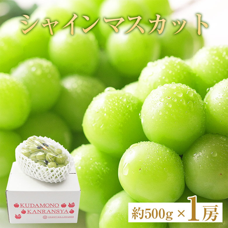 【8月下旬より順次ご発送 】【 シャインマスカット ご家庭用 1房あたり 約500g 1房 】 優品 1房 約 500g 送料無料 シャインマスカット シャイン 晴王 地域厳選 岡山 山梨 長野 福岡 ご家庭用 マスカット ぶどう ギフト お中元 暑中見舞い 訳あり 敬老の日 ギフト プレゼント