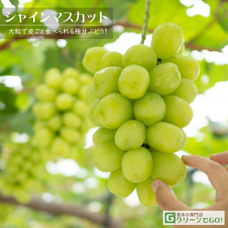 ぶどう 苗木 【シャインマスカット ［登録品種］】 1年生 挿し木 ポット苗 マスカット 葡萄 ぶどうの木 通販 果樹 苗 落葉樹 つる性植物