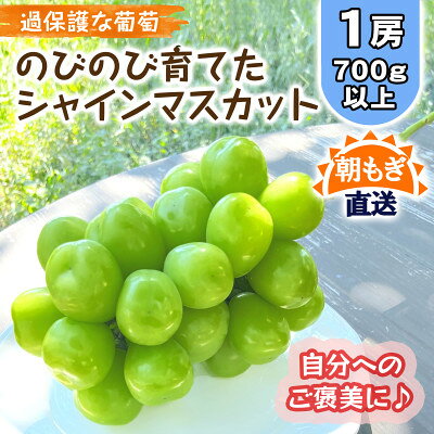 【ふるさと納税】《2026年発送》朝もぎ直送!!過保護に育った葡萄『のびのび育てたシャインマスカット』2房【配送不可地域：離島】【1363897】