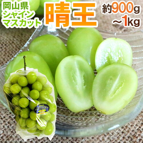 岡山産 ”シャインマスカット「晴王」” 超大房1房 約900g〜1kg ぶどう【予約 7月下旬以降】