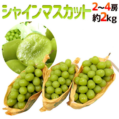 ”シャインマスカット” 秀品 大房限定 2〜4房 約2kg 産地厳選[B2]【予約 8月下旬以降】
