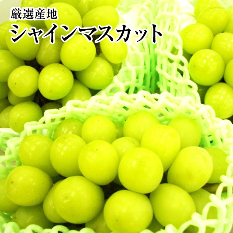 国産大粒ぶどう【シャインマスカット1房パック・2パック・3パック】葡萄　送料無料 　ギフト・お彼岸・お供え・プレゼント等々