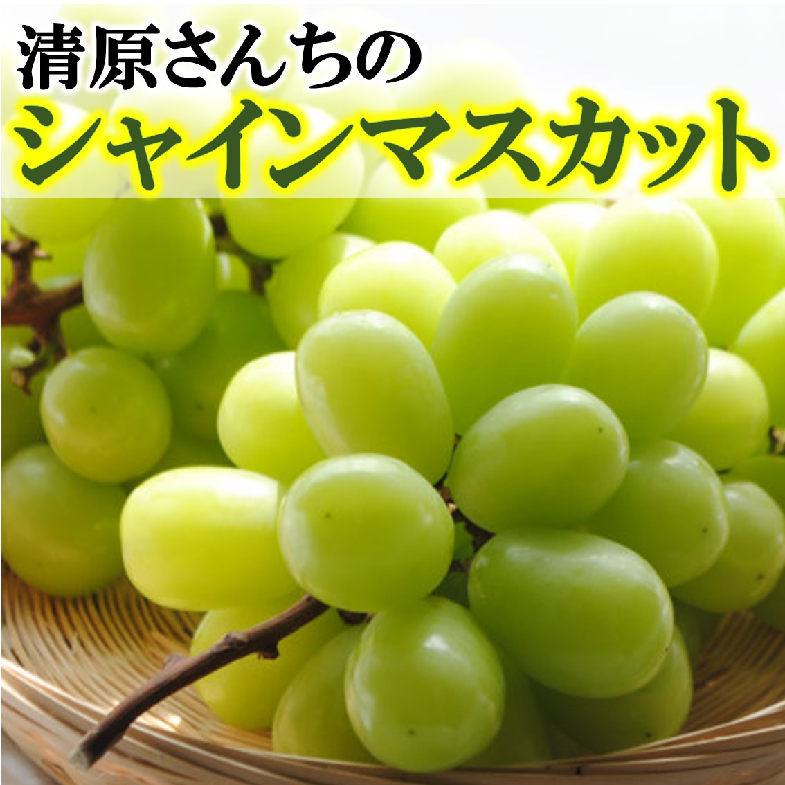 【ふるさと納税】令和8年発送 / 清原さんちの シャインマスカット 約1.5kg