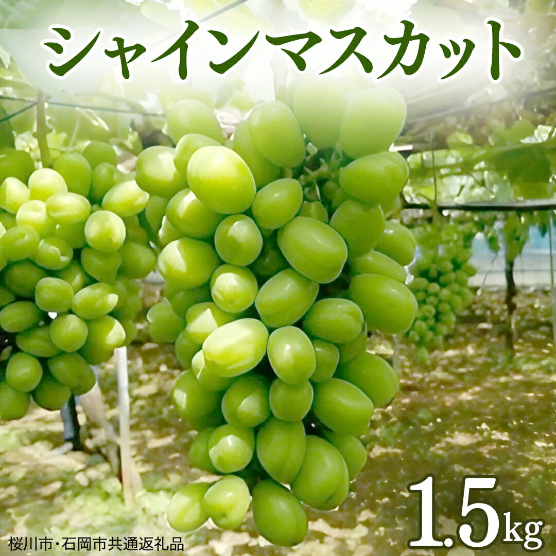 【ふるさと納税】ご自宅用 シャインマスカット 1.5kg ( 桜川市・石岡市共通返礼品 ) マスカット フルーツ 果物 2026年9月上旬以降発送