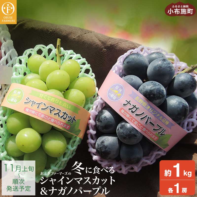 【ふるさと納税】冬に食べるシャインマスカット＆ナガノパープル1房ずつ 約1kg［おぶせファーマーズ］ぶどう 果物 フルーツ 詰め合わせ 詰合せ 食べ比べ 長野県産 令和8年産 【2026年11月上旬～順次出荷】