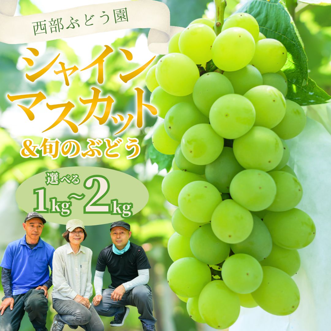 【ふるさと納税】【選べる内容量！】西部ぶどう園 シャインマスカットと旬のぶどうセット 1~2kg 葡萄 ぶどう ブドウ シャインマスカット フルーツ 果物 数量限定 ※沖縄・離島への配送不可 ※2026年9月上旬頃より順次発送予定