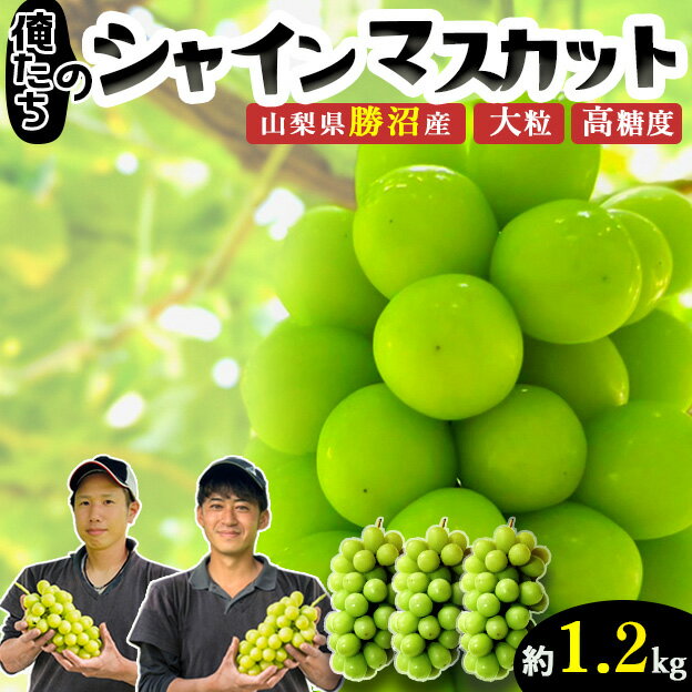 シャインマスカット 産地直送 2房 約1.2kg 送料無料 山梨県勝沼産 果物 ぶどう ブドウ 葡萄 マスカット 高級 大粒 種なし 皮ごと 高糖度 贈呈 贈答 贈り物 ギフト 敬老の日 桑郷