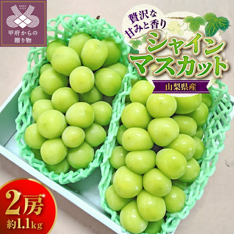 【ふるさと納税】 シャインマスカット 山梨 1.1kg 2房 先行予約 2026年度配送 冷蔵配送 期間限定 数量限定 贈答 ギフト 【2026年8月下旬〜9月下旬にかけて順次発送】 k303-002