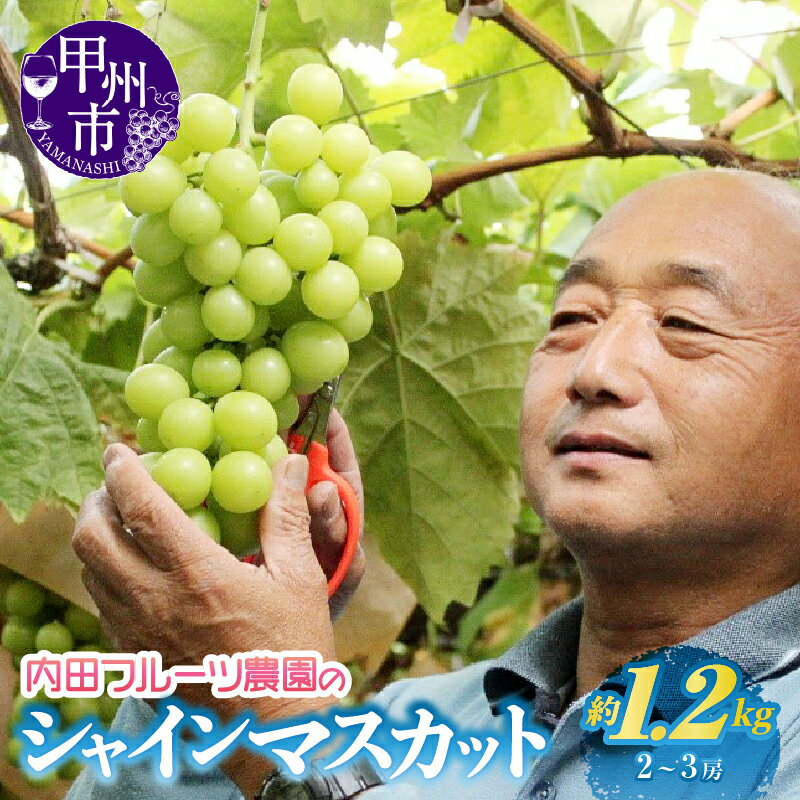 【ふるさと納税】 シャインマスカット 2～3房 約1.2kg 2026年発送 ぶどう ブドウ 葡萄 農園直送 内田フルーツ農園 果物 フルーツ 新鮮 人気 おすすめ 旬 期間限定 数量限定 8月 9月 10月 発送 贈答 ギフト 家庭用 山梨県 甲州市 社員マスカット （UF）【B-164】