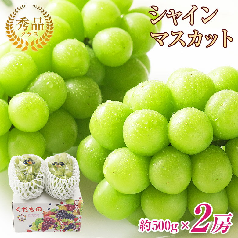 【9月初旬より順次ご発送 】【 シャインマスカット 秀品 1房あたり 約500g 2房 】 秀品 2房 約 500g 送料無料 シャインマスカット シャイン 晴王 地域厳選 岡山 山梨 長野 福岡 ご家庭用 マスカット ぶどう ギフト お中元 暑中見舞い 訳あり 敬老の日 ギフト プレゼント